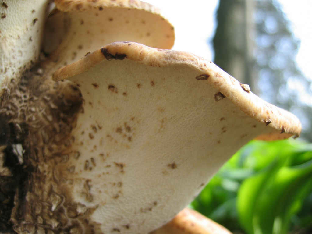I Funghi primaverili: Polyporus squamosus